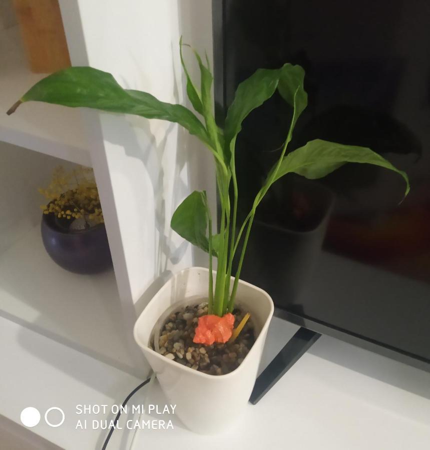 Apartmán Ana